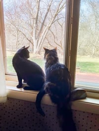 Blackie / Princess - Photo 2
