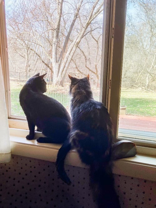 BLACKIE / PRINCESS - Domestic Short Hair available for adoption