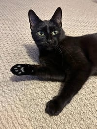 Blackie / Princess - Photo 3
