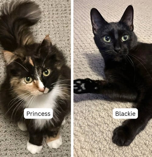 BLACKIE / PRINCESS - Domestic Short Hair available for adoption