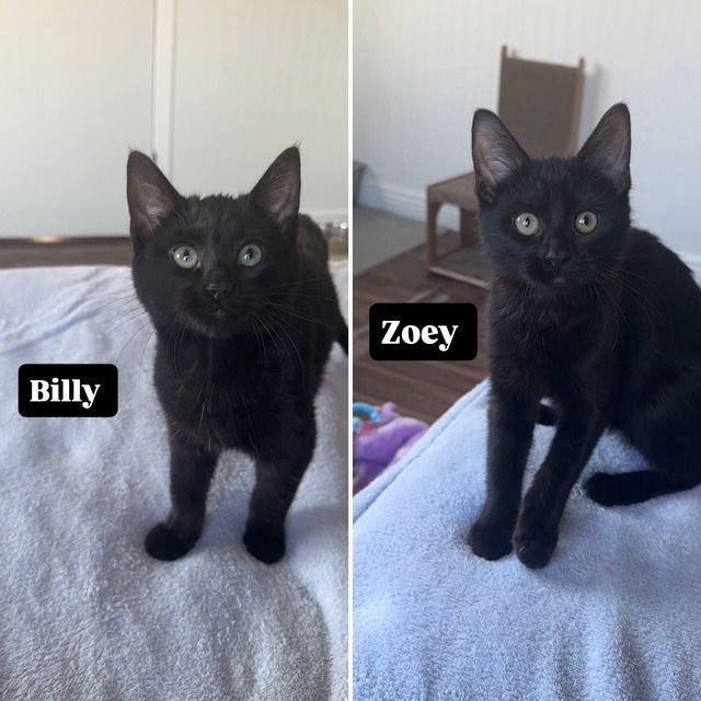 BILLY / ZOEY - Domestic Short Hair available for adoption