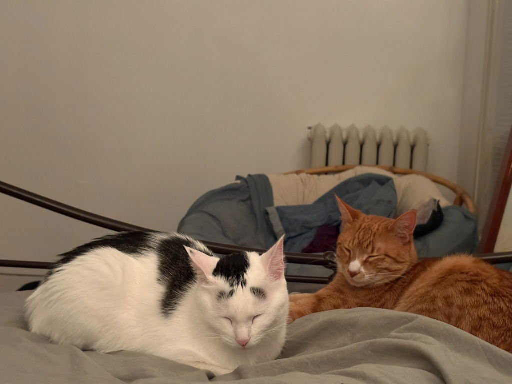 GREEN BEAN CASSEROLE / SWEET POTATO PIE - Domestic Short Hair available for adoption