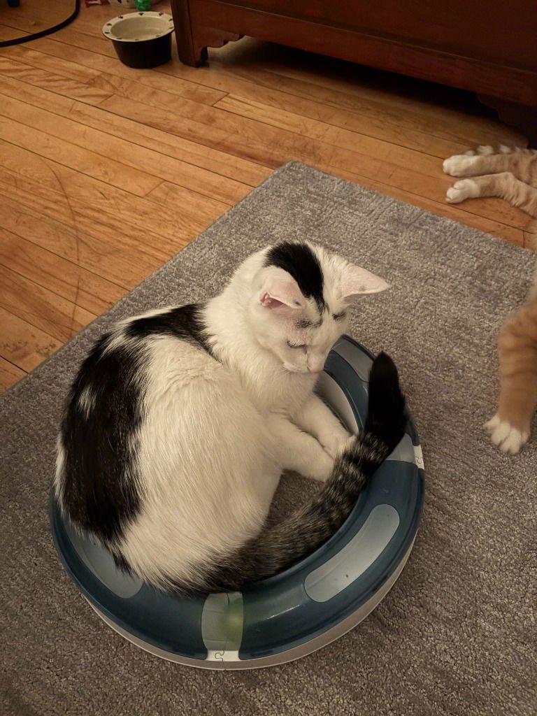 GREEN BEAN CASSEROLE / SWEET POTATO PIE - Domestic Short Hair available for adoption