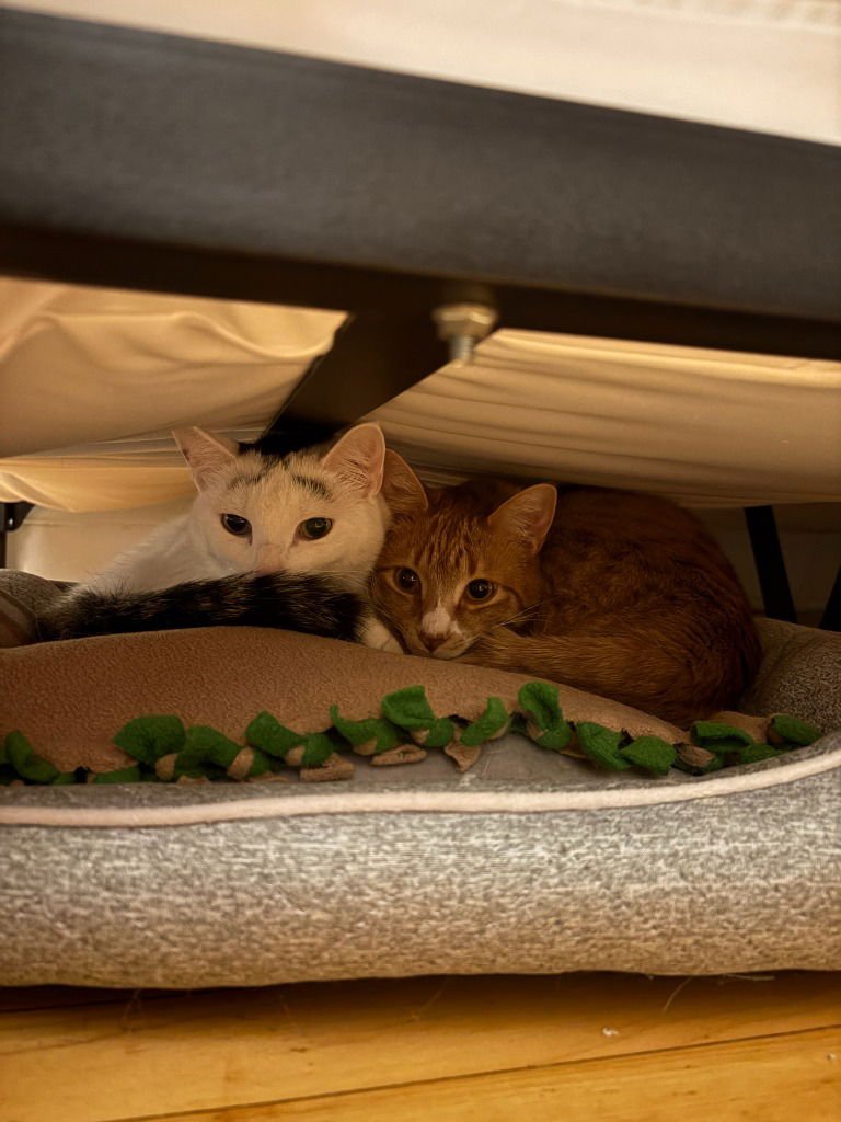 Green Bean Casserole / Sweet Potato Pie - Photo 3