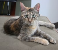 Foxy - Pending Adoption - Photo 4