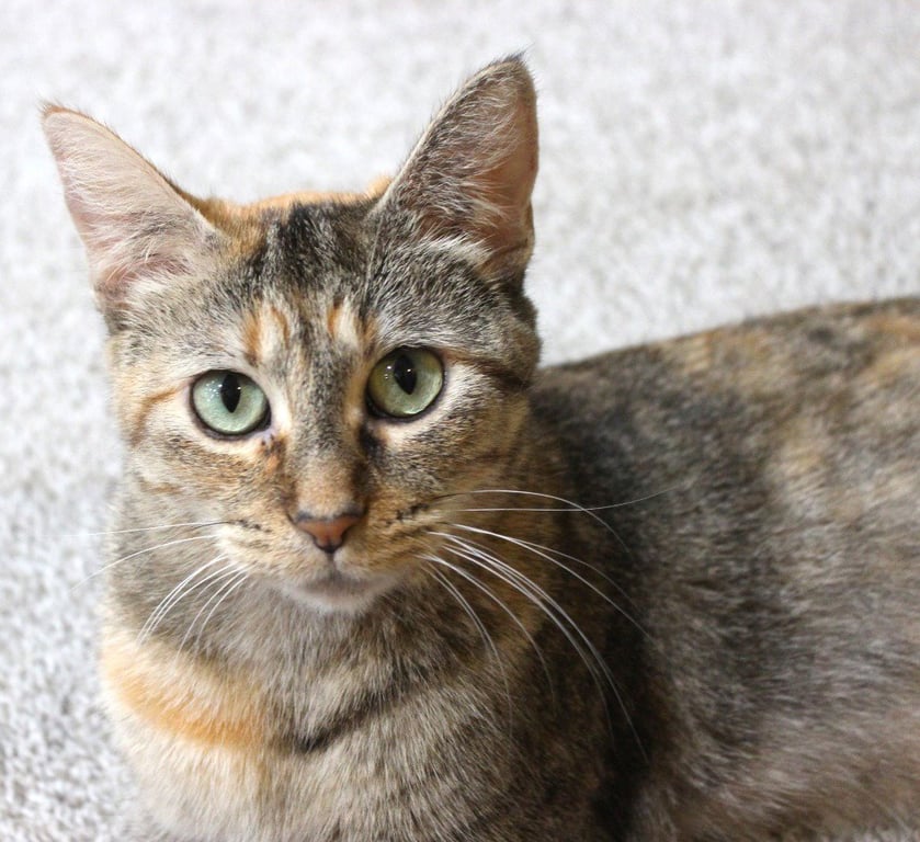 Foxy - Pending Adoption Image