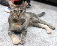 Foxy - Pending Adoption - Photo 3