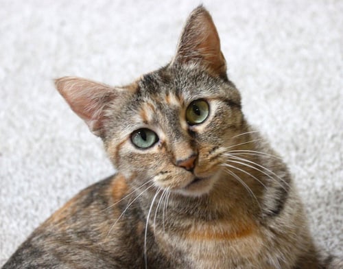 FOXY - PENDING ADOPTION - Domestic Short Hair available for adoption