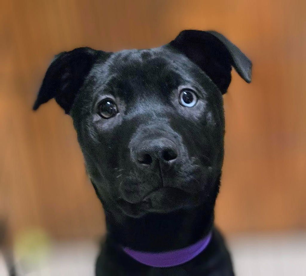 MATILDA - Labrador Retriever / German Shepherd Dog available for adoption