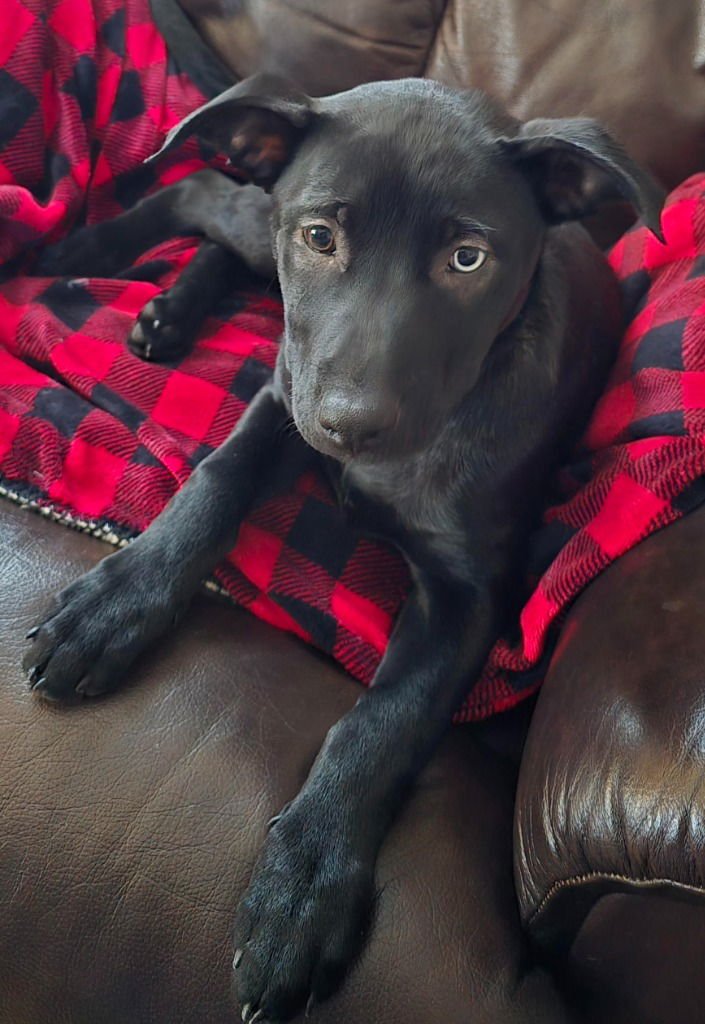 MATILDA - Labrador Retriever / German Shepherd Dog available for adoption