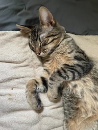 Morris / Mavis - Photo 2