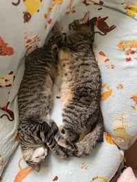 Morris / Mavis - Photo 3