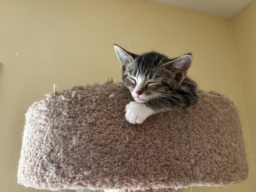 ANNIE - Domestic Short Hair available for adoption