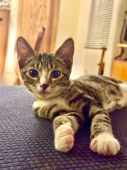 ANNIE - Domestic Short Hair available for adoption