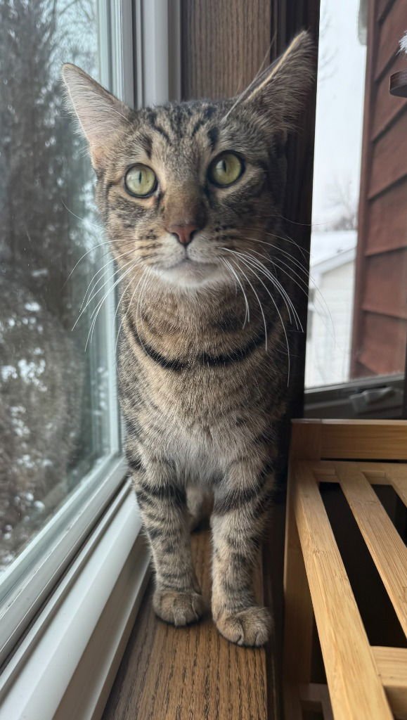 MAMA- PENDING ADOPTION - Domestic Short Hair available for adoption