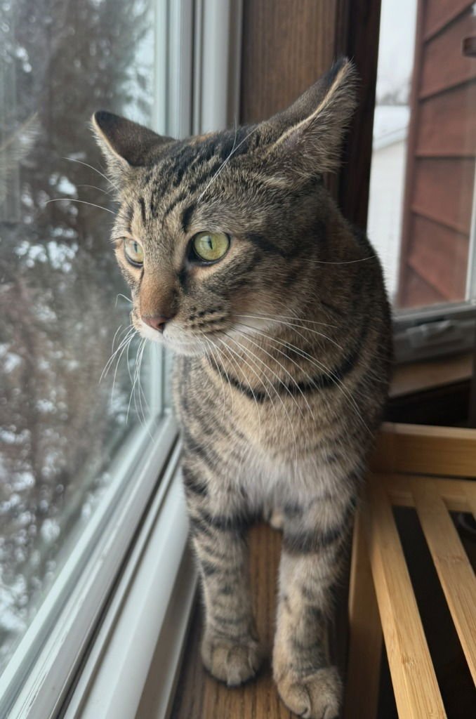 MAMA- PENDING ADOPTION - Domestic Short Hair available for adoption