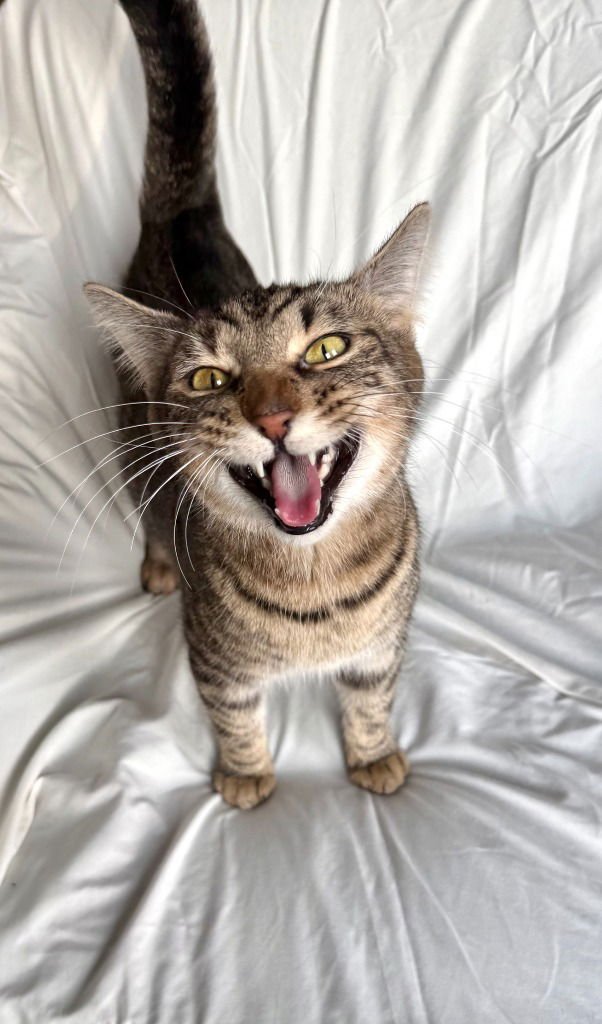 Mama- Pending Adoption - Photo 4