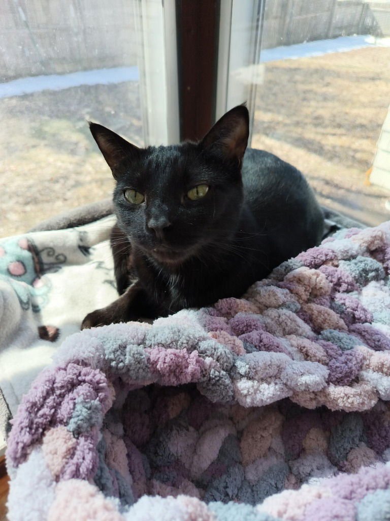FIREFLY-NO LONGER ACCEPTING APPS - Domestic Short Hair available for adoption