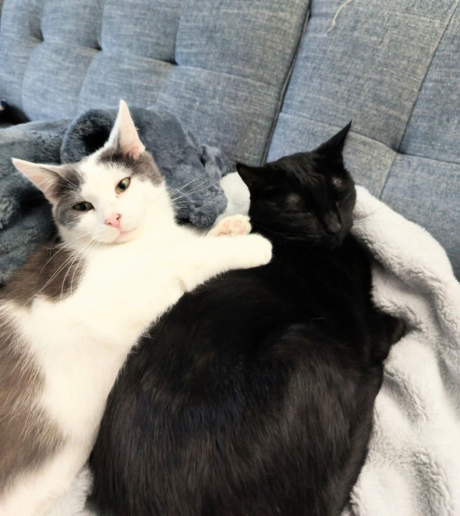 FIREFLY-NO LONGER ACCEPTING APPS - Domestic Short Hair available for adoption