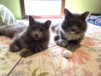 Hazel / Cinder - Photo 1