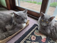 Hazel / Cinder - Photo 3