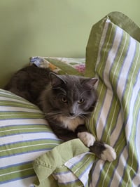 Hazel / Cinder - Photo 4