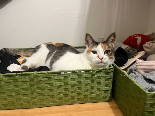 AUTUMN - Domestic Short Hair available for adoption