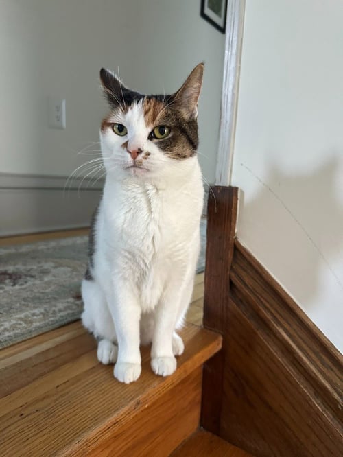 AUTUMN - Domestic Short Hair available for adoption