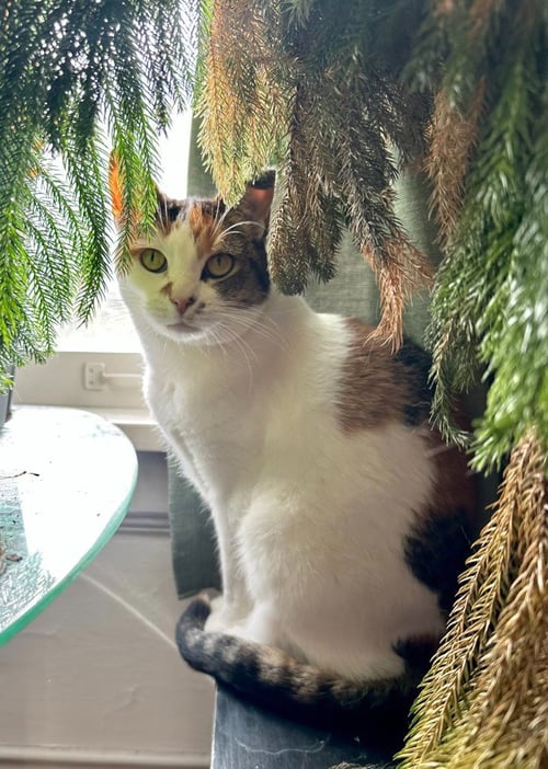 AUTUMN - Domestic Short Hair available for adoption