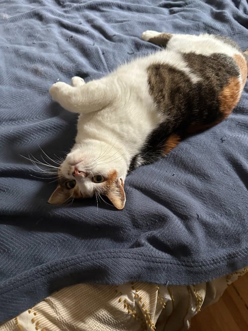 AUTUMN - Domestic Short Hair available for adoption