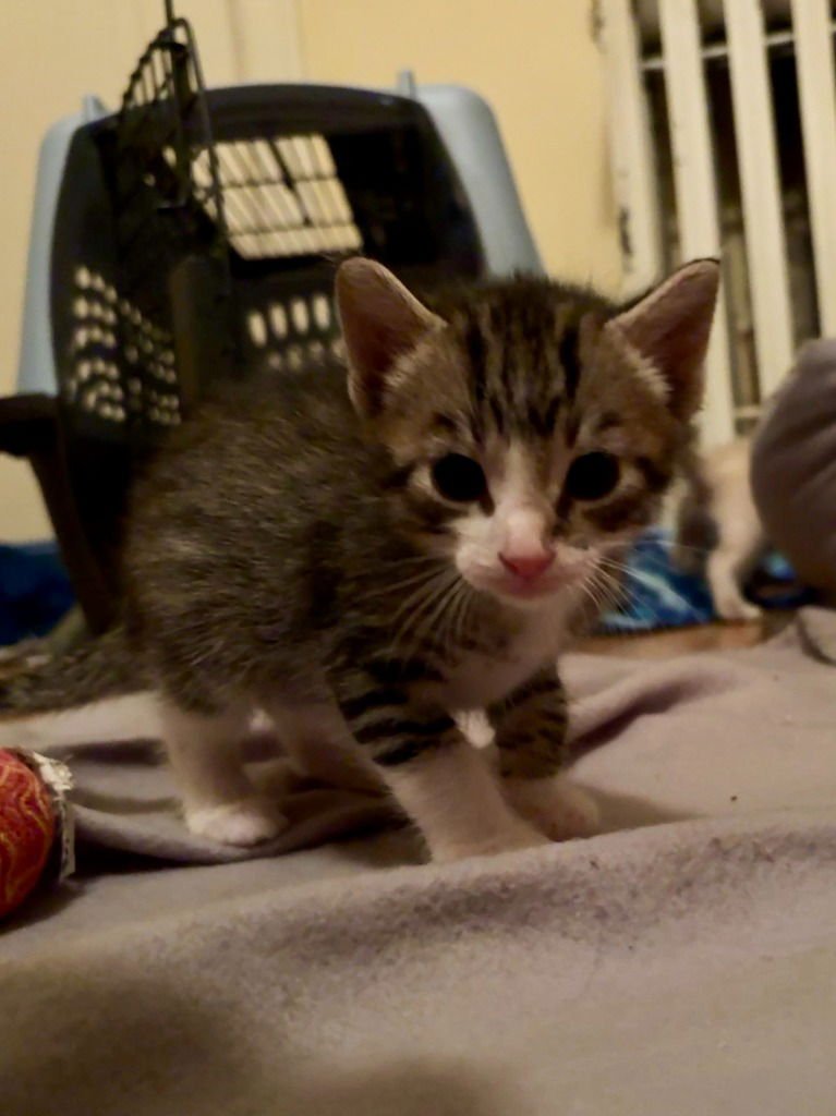 NEBULA-NO LONGER ACCEPTING APPS