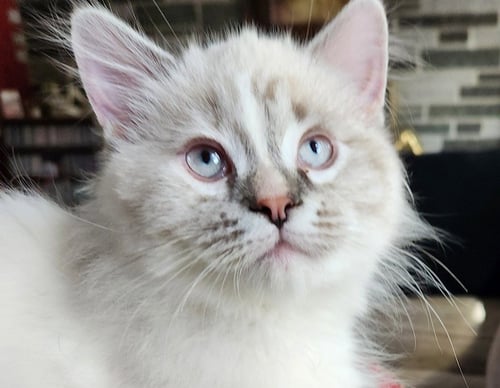 IRELAND - NO LONGER ACCEPTING APPS - Domestic Short Hair available for adoption