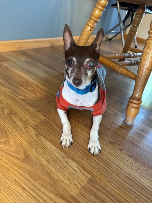 SUGAR PLUM - Rat Terrier / Toy Fox Terrier for adoption in St. Paul