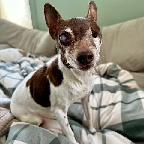 SUGAR PLUM - Rat Terrier / Toy Fox Terrier available for adoption