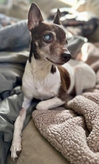 Sugar Plum - Pending Adoption - Photo 3