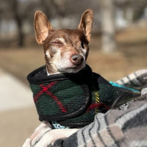 SUGAR PLUM - Rat Terrier / Toy Fox Terrier available for adoption