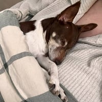 Sugar Plum - Pending Adoption - Photo 4