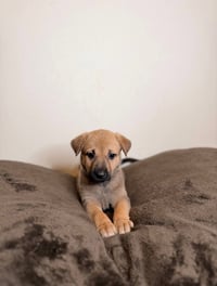 Little Dipper - Photo 1