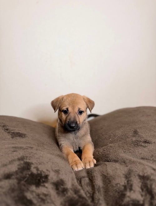 LITTLE DIPPER - German Shepherd Dog for adoption in St. Paul