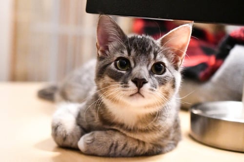 SQUIRT / RUNA - Domestic Medium Hair available for adoption