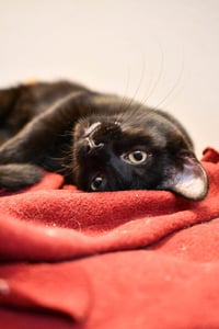 Squirt / Runa - Photo 3