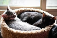 Squirt / Runa - Photo 4