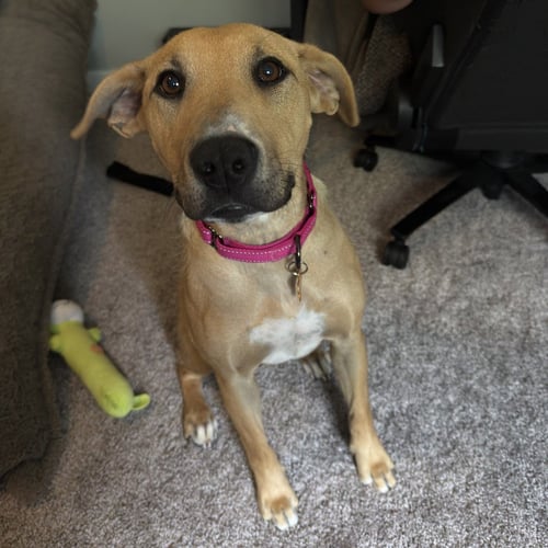POOH BEAR - Labrador Retriever / Terrier available for adoption