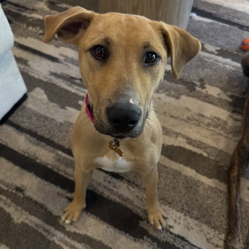 POOH BEAR - Labrador Retriever / Terrier available for adoption