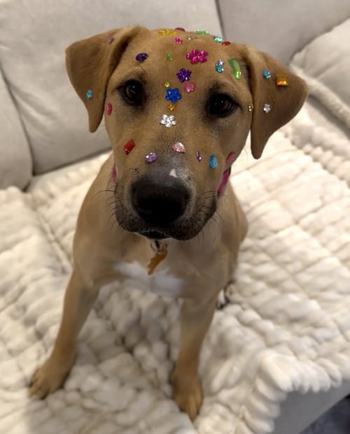 POOH BEAR - Labrador Retriever / Terrier available for adoption