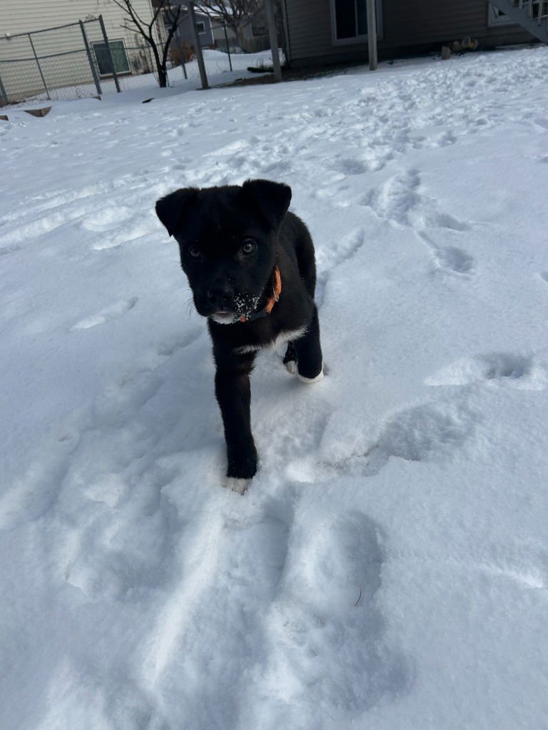 ZEDELLE - Terrier available for adoption