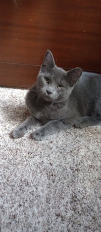 Duchess / Marie - Photo 2
