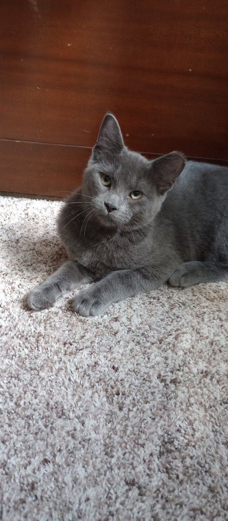 DUCHESS / MARIE - Domestic Short Hair available for adoption