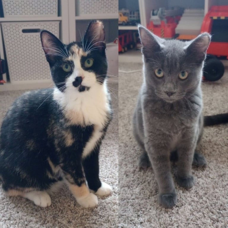 Duchess / Marie Image