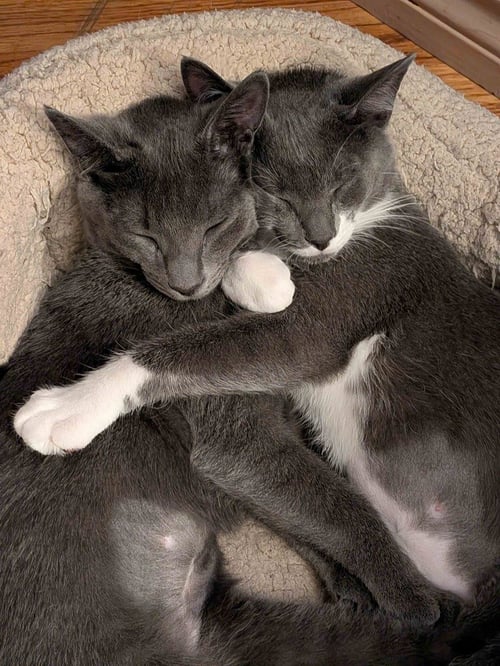 MENACE / MISS DEMEANOR - Domestic Short Hair for adoption in St. Paul